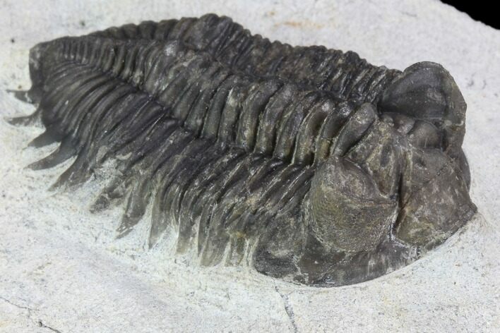Bargain, Coltraneia Trilobite Fossil - Huge Faceted Eyes #92125